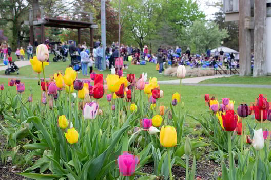 Heckscher Park Tulip Display