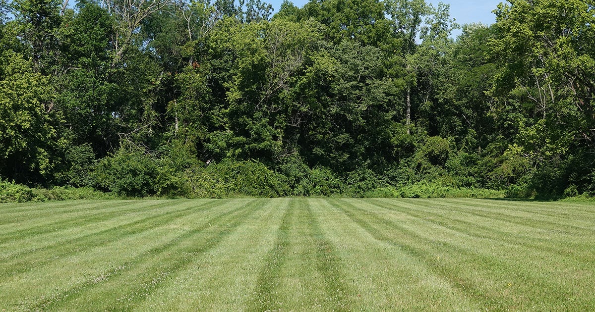 empty lot of grass empty lot of grass