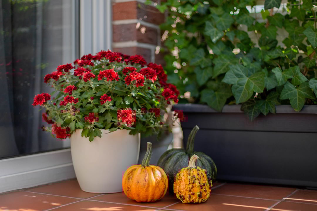 thanksgiving-decorated-door-with-various-size-and-2023-11-27-05-10-41-utc-WEB