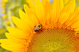 up-close-of-sunflower-and-bee